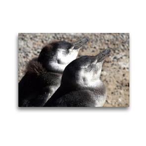 Premium Textil-Leinwand 45 x 30 cm Quer-Format Magellan-Pinguine | Wandbild, HD-Bild auf Keilrahmen, Fertigbild auf hochwertigem Vlies, Leinwanddruck von Flori0
