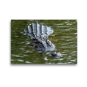 Premium Textil-Leinwand 45 x 30 cm Quer-Format Missisippi Alligator, US 41 Tamiami Trail South | Wandbild, HD-Bild auf Keilrahmen, Fertigbild auf hochwertigem Vlies, Leinwanddruck von Dieter-M. Wilczek