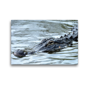 Premium Textil-Leinwand 45 x 30 cm Quer-Format Missisippi Alligator | Wandbild, HD-Bild auf Keilrahmen, Fertigbild auf hochwertigem Vlies, Leinwanddruck von Dieter-M. Wilczek