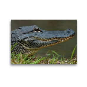 Premium Textil-Leinwand 45 x 30 cm Quer-Format Missisippi Alligator | Wandbild, HD-Bild auf Keilrahmen, Fertigbild auf hochwertigem Vlies, Leinwanddruck von Dieter-M. Wilczek