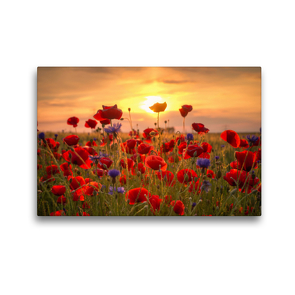 Premium Textil-Leinwand 45 x 30 cm Quer-Format Mohnblumen | Wandbild, HD-Bild auf Keilrahmen, Fertigbild auf hochwertigem Vlies, Leinwanddruck von Steffen Gierok
