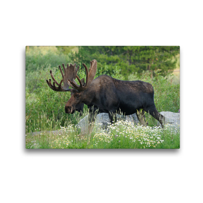 Premium Textil-Leinwand 45 x 30 cm Quer-Format Moose, Rocky Mountain Nationalpark,Colorado,USA, | Wandbild, HD-Bild auf Keilrahmen, Fertigbild auf hochwertigem Vlies, Leinwanddruck von Christian Heeb