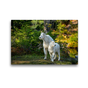 Premium Textil-Leinwand 45 x 30 cm Quer-Format Mountain Goats, North Cascades Nationalpark,Washington,USA | Wandbild, HD-Bild auf Keilrahmen, Fertigbild auf hochwertigem Vlies, Leinwanddruck von Christian Heeb