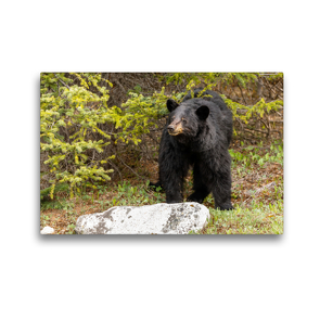 Premium Textil-Leinwand 45 x 30 cm Quer-Format Neugieriger Schwarzbär im Jasper Nationalpark | Wandbild, HD-Bild auf Keilrahmen, Fertigbild auf hochwertigem Vlies, Leinwanddruck von Adrian Geering