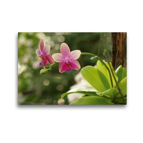 Premium Textil-Leinwand 45 x 30 cm Quer-Format Orchidee rosé | Wandbild, HD-Bild auf Keilrahmen, Fertigbild auf hochwertigem Vlies, Leinwanddruck von Bianca Schumann