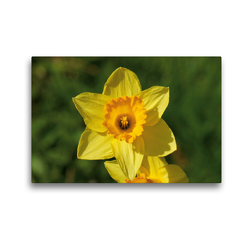 Premium Textil-Leinwand 45 x 30 cm Quer-Format Osterglocke (Narcissus pseudonarcissus) | Wandbild, HD-Bild auf Keilrahmen, Fertigbild auf hochwertigem Vlies, Leinwanddruck von kattobello