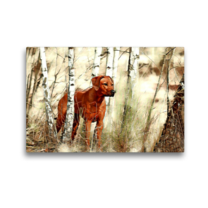 Premium Textil-Leinwand 45 x 30 cm Quer-Format Rhodesian Ridgeback Hündin afrikanischer Löwenhund | Wandbild, HD-Bild auf Keilrahmen, Fertigbild auf hochwertigem Vlies, Leinwanddruck von Dagmar Behrens