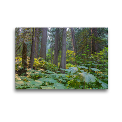Premium Textil-Leinwand 45 x 30 cm Quer-Format Riesenzedernwald im Westen Kanadas | Wandbild, HD-Bild auf Keilrahmen, Fertigbild auf hochwertigem Vlies, Leinwanddruck von N N