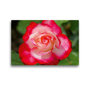 Premium Textil-Leinwand 45 x 30 cm Quer-Format Rot weiße Rosenblüte | Wandbild, HD-Bild auf Keilrahmen, Fertigbild auf hochwertigem Vlies, Leinwanddruck von kattobello