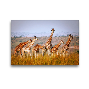 Premium Textil-Leinwand 45 x 30 cm Quer-Format Rothschildgiraffen in Uganda | Wandbild, HD-Bild auf Keilrahmen, Fertigbild auf hochwertigem Vlies, Leinwanddruck von Wibke Woyke