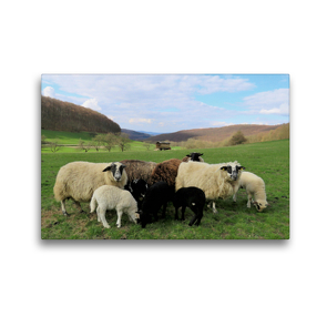Premium Textil-Leinwand 45 x 30 cm Quer-Format Schafe am Meißner bei Großalmerode-Weißenbach | Wandbild, HD-Bild auf Keilrahmen, Fertigbild auf hochwertigem Vlies, Leinwanddruck von Sabine Löwer