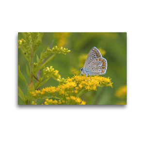 Premium Textil-Leinwand 45 x 30 cm Quer-Format Schmetterlinge in Europa | Wandbild, HD-Bild auf Keilrahmen, Fertigbild auf hochwertigem Vlies, Leinwanddruck von GUGIGEI