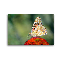 Premium Textil-Leinwand 45 x 30 cm Quer-Format Schmetterlinge in Europa | Wandbild, HD-Bild auf Keilrahmen, Fertigbild auf hochwertigem Vlies, Leinwanddruck von GUGIGEI