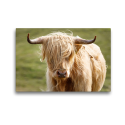 Premium Textil-Leinwand 45 x 30 cm Quer-Format Schottische Highland Kuh | Wandbild, HD-Bild auf Keilrahmen, Fertigbild auf hochwertigem Vlies, Leinwanddruck von Harald Schnitzler