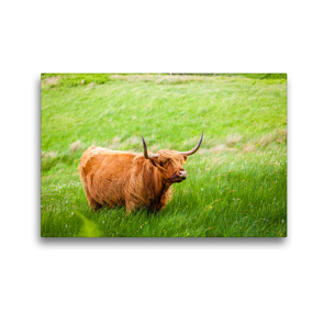 Premium Textil-Leinwand 45 x 30 cm Quer-Format Schottisches Hochlandrind, Highland Cattle, Kyloe | Wandbild, HD-Bild auf Keilrahmen, Fertigbild auf hochwertigem Vlies, Leinwanddruck von Janita Webeler