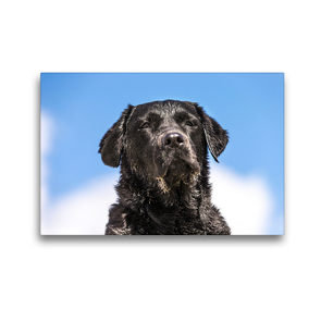 Premium Textil-Leinwand 45 x 30 cm Quer-Format Schwarzer Labrador am Strand | Wandbild, HD-Bild auf Keilrahmen, Fertigbild auf hochwertigem Vlies, Leinwanddruck von Annett Mirsberger