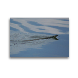 Premium Textil-Leinwand 45 x 30 cm Quer-Format Schwimmende Ringelnatter | Wandbild, HD-Bild auf Keilrahmen, Fertigbild auf hochwertigem Vlies, Leinwanddruck von Kattobello
