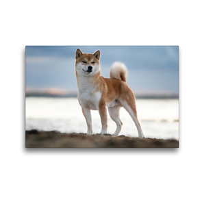 Premium Textil-Leinwand 45 x 30 cm Quer-Format Shiba (Hoki) am Strand Hanabis | Wandbild, HD-Bild auf Keilrahmen, Fertigbild auf hochwertigem Vlies, Leinwanddruck von Tamashinu Photography