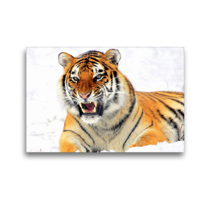 Premium Textil-Leinwand 45 x 30 cm Quer-Format Sibirischer Tiger im Winter | Wandbild, HD-Bild auf Keilrahmen, Fertigbild auf hochwertigem Vlies, Leinwanddruck von Rose Hurley