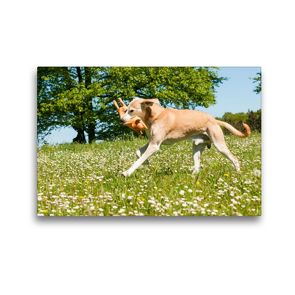 Premium Textil-Leinwand 45 x 30 cm Quer-Format Spielender Hund | Wandbild, HD-Bild auf Keilrahmen, Fertigbild auf hochwertigem Vlies, Leinwanddruck von Meike Bölts