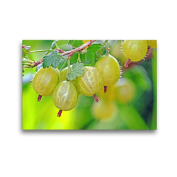 Premium Textil-Leinwand 45 x 30 cm Quer-Format Stachelbeeren | Wandbild, HD-Bild auf Keilrahmen, Fertigbild auf hochwertigem Vlies, Leinwanddruck von Sarnade