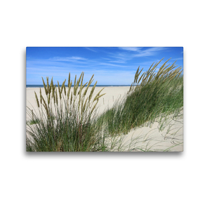 Premium Textil-Leinwand 45 x 30 cm Quer-Format Strandhafer im Sommer | Wandbild, HD-Bild auf Keilrahmen, Fertigbild auf hochwertigem Vlies, Leinwanddruck von Susanne Herppich