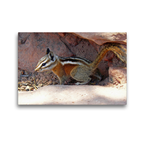 Premium Textil-Leinwand 45 x 30 cm Quer-Format Streifenhörnchen im Zion Nationalpark (USA) | Wandbild, HD-Bild auf Keilrahmen, Fertigbild auf hochwertigem Vlies, Leinwanddruck von Jana Thiem-Eberitsch