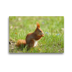 Premium Textil-Leinwand 45 x 30 cm Quer-Format Süßes Eichhörnchen in der Frühlingswiese | Wandbild, HD-Bild auf Keilrahmen, Fertigbild auf hochwertigem Vlies, Leinwanddruck von Schwan
