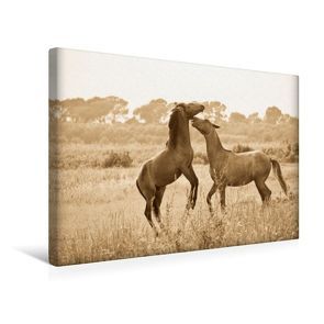 Premium Textil-Leinwand 45 x 30 cm Quer-Format Tanz der wilden Pferde in der Camargue | Wandbild, HD-Bild auf Keilrahmen, Fertigbild auf hochwertigem Vlies, Leinwanddruck von Meike Bölts von Bölts,  Meike