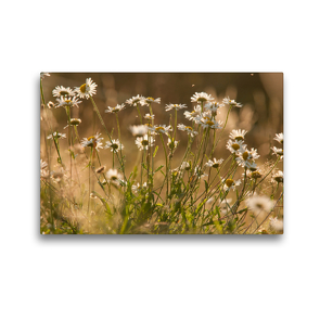 Premium Textil-Leinwand 45 x 30 cm Quer-Format Traumhafte Blüten | Wandbild, HD-Bild auf Keilrahmen, Fertigbild auf hochwertigem Vlies, Leinwanddruck von Meike Bölts