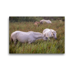 Premium Textil-Leinwand 45 x 30 cm Quer-Format Weiße, halbwilde Pferde der Camargue | Wandbild, HD-Bild auf Keilrahmen, Fertigbild auf hochwertigem Vlies, Leinwanddruck von Martina Schikore