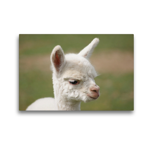 Premium Textil-Leinwand 45 x 30 cm Quer-Format Weißes Alpaka Fohlen auf gerahmter Leinwand | Wandbild, HD-Bild auf Keilrahmen, Fertigbild auf hochwertigem Vlies, Leinwanddruck von Bianca Mentil