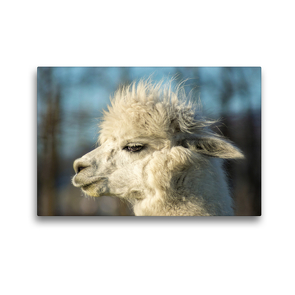 Premium Textil-Leinwand 45 x 30 cm Quer-Format Weißes Alpaka in Profilansicht auf gerahmter Leinwand | Wandbild, HD-Bild auf Keilrahmen, Fertigbild auf hochwertigem Vlies, Leinwanddruck von Bianca Mentil
