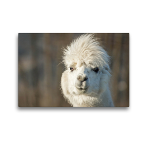 Premium Textil-Leinwand 45 x 30 cm Quer-Format Weißes Alpaka mit Sturmfrisur auf gerahmter Leinwand | Wandbild, HD-Bild auf Keilrahmen, Fertigbild auf hochwertigem Vlies, Leinwanddruck von Bianca Mentil