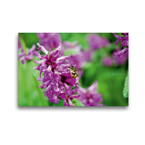 Premium Textil-Leinwand 45 x 30 cm Quer-Format Wildbiene auf Blüte. Wollbiene | Wandbild, HD-Bild auf Keilrahmen, Fertigbild auf hochwertigem Vlies, Leinwanddruck von Anja Frost