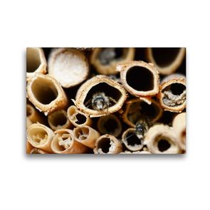 Premium Textil-Leinwand 45 x 30 cm Quer-Format Wildbienen am Insektenhotel | Wandbild, HD-Bild auf Keilrahmen, Fertigbild auf hochwertigem Vlies, Leinwanddruck von Anja Frost