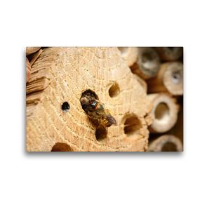 Premium Textil-Leinwand 45 x 30 cm Quer-Format Wildbienen in der Natur. Mauerbiene beim Verschließen des Nestes | Wandbild, HD-Bild auf Keilrahmen, Fertigbild auf hochwertigem Vlies, Leinwanddruck von Anja Frost
