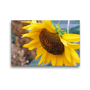 Premium Textil-Leinwand 45 x 30 cm Quer-Format Wunderschöne Sonnenblume, der Glanz des Sommers | Wandbild, HD-Bild auf Keilrahmen, Fertigbild auf hochwertigem Vlies, Leinwanddruck von Konstanze Junghanns