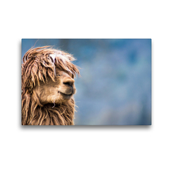 Premium Textil-Leinwand 45 x 30 cm Quer-Format Wuscheliges Alpaka auf gerahmter Leinwand | Wandbild, HD-Bild auf Keilrahmen, Fertigbild auf hochwertigem Vlies, Leinwanddruck von Bianca Mentil