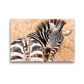 Premium Textil-Leinwand 45 x 30 cm Quer-Format Zebra in der Serengeti Tansanias | Wandbild, HD-Bild auf Keilrahmen, Fertigbild auf hochwertigem Vlies, Leinwanddruck von Sabine Reuke