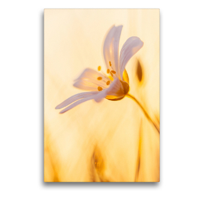 Premium Textil-Leinwand 50 x 75 cm Hoch-Format Blüte bei Sonnenuntergang | Wandbild, HD-Bild auf Keilrahmen, Fertigbild auf hochwertigem Vlies, Leinwanddruck von Ulrike Adam
