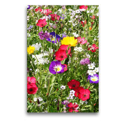 Premium Textil-Leinwand 50 x 75 cm Hoch-Format Bunte Blumenwiese | Wandbild, HD-Bild auf Keilrahmen, Fertigbild auf hochwertigem Vlies, Leinwanddruck von Gisela Kruse