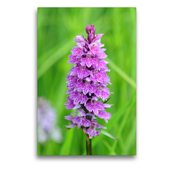 Premium Textil-Leinwand 50 x 75 cm Hoch-Format Knabenkraut Orchidee in pink. Nationalpark Hohe Tauern. | Wandbild, HD-Bild auf Keilrahmen, Fertigbild auf hochwertigem Vlies, Leinwanddruck von Anja Frost
