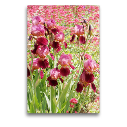 Premium Textil-Leinwand 50 x 75 cm Hoch-Format Iris und Rote Spornblume | Wandbild, HD-Bild auf Keilrahmen, Fertigbild auf hochwertigem Vlies, Leinwanddruck von Gisela Kruse