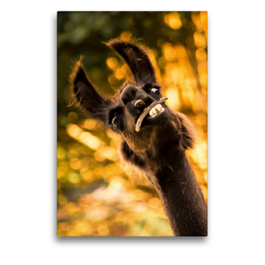 Premium Textil-Leinwand 50 x 75 cm Hoch-Format Lustiges Lama auf gerahmter Leinwand | Wandbild, HD-Bild auf Keilrahmen, Fertigbild auf hochwertigem Vlies, Leinwanddruck von Bianca Mentil