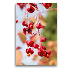 Premium Textil-Leinwand 50 x 75 cm Hoch-Format Pfaffenhütchen, Euonymus europaeus | Wandbild, HD-Bild auf Keilrahmen, Fertigbild auf hochwertigem Vlies, Leinwanddruck von Gisela Kruse