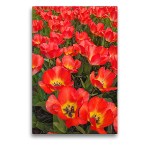 Premium Textil-Leinwand 50 x 75 cm Hoch-Format Rote Darwin-Tulpen | Wandbild, HD-Bild auf Keilrahmen, Fertigbild auf hochwertigem Vlies, Leinwanddruck von Eugeniya Kareva