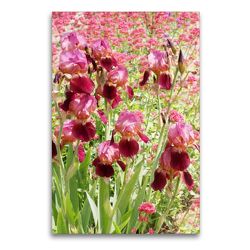 Premium Textil-Leinwand 60 x 90 cm Hoch-Format Iris und Rote Spornblume | Wandbild, HD-Bild auf Keilrahmen, Fertigbild auf hochwertigem Vlies, Leinwanddruck von Gisela Kruse