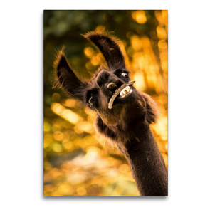 Premium Textil-Leinwand 60 x 90 cm Hoch-Format Lustiges Lama auf gerahmter Leinwand | Wandbild, HD-Bild auf Keilrahmen, Fertigbild auf hochwertigem Vlies, Leinwanddruck von Bianca Mentil