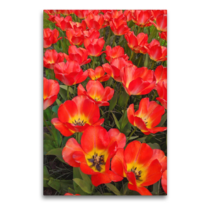 Premium Textil-Leinwand 60 x 90 cm Hoch-Format Rote Darwin-Tulpen | Wandbild, HD-Bild auf Keilrahmen, Fertigbild auf hochwertigem Vlies, Leinwanddruck von Eugeniya Kareva